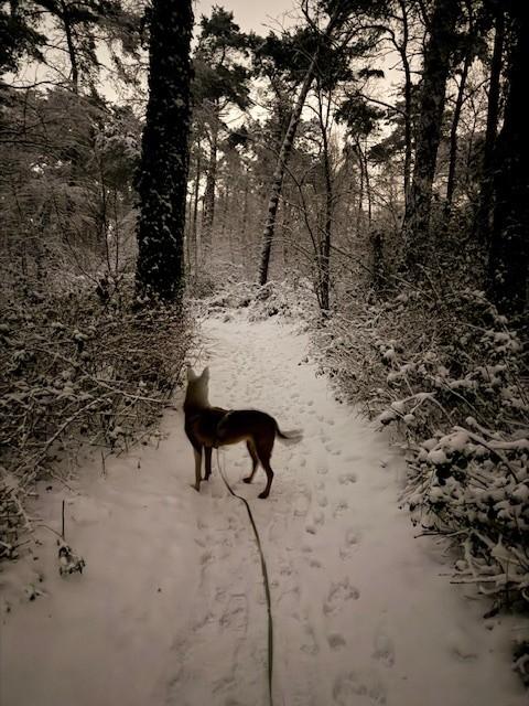 ingezonden sneeuw