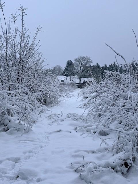 ingezonden sneeuw
