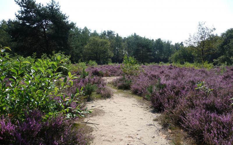 Heide