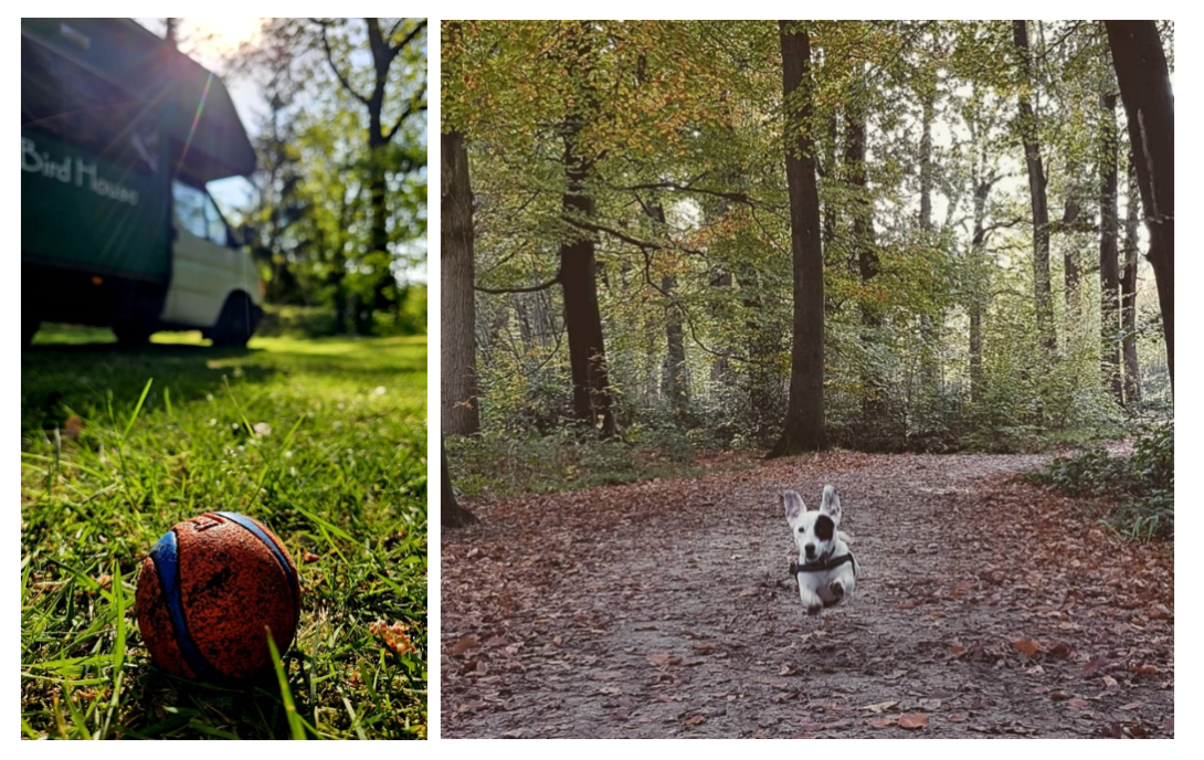 Hond kamperen