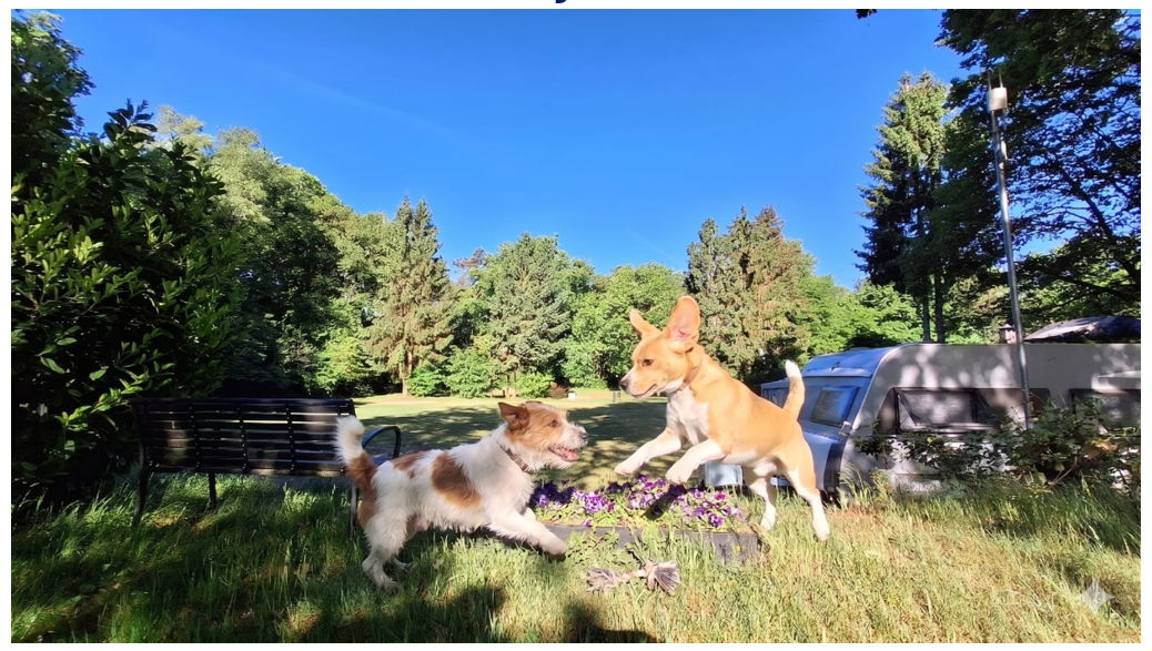 Blog 9 honden 