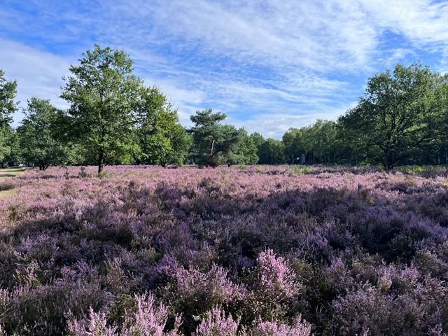 Heide