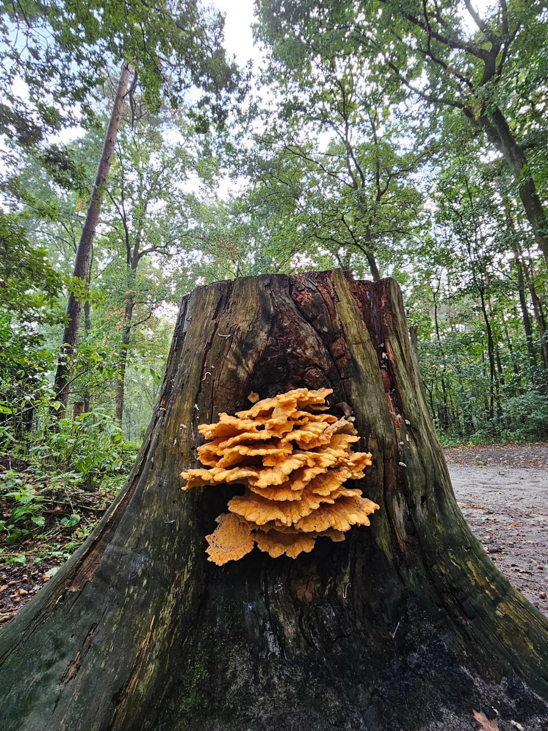 herfst