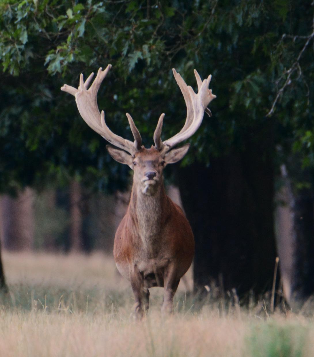 Herten hoge veluwe