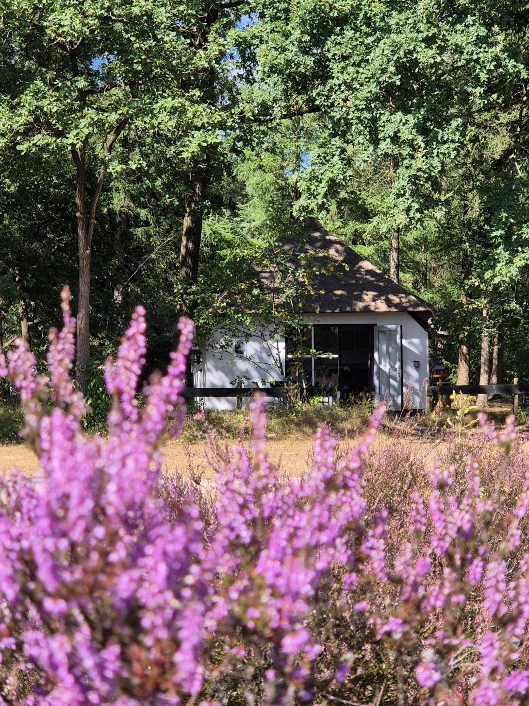 Berken heide